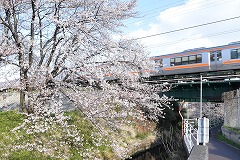 中川沿いの桜の様子