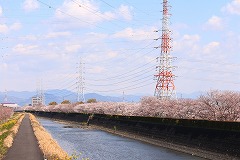 本田の桜の様子