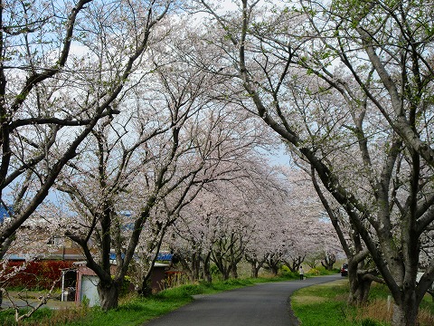犀川の桜の写真