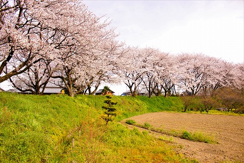 美江神社南の桜