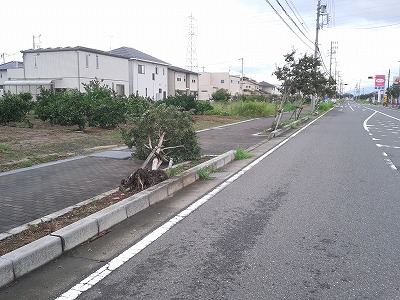 犀川地区の街路樹状況の画像