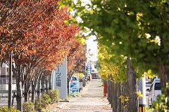 生津スポーツ広場前の紅葉のようす