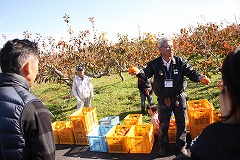 良い柿の基準を説明する振興会の会員 良い柿の基準を説明する振興会の会員