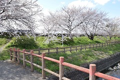 せせらぎ公園の桜の様子