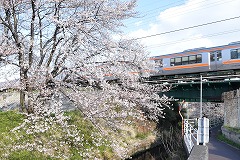 中川沿いの桜の様子