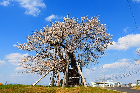 忠太橋の桜の写真