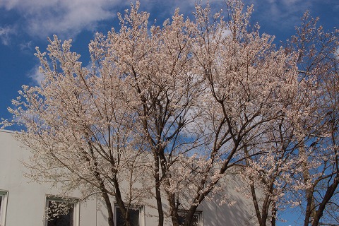 牛牧北部防災コミュニティセンターの桜