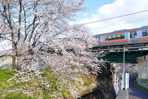 JR沿いの桜の写真