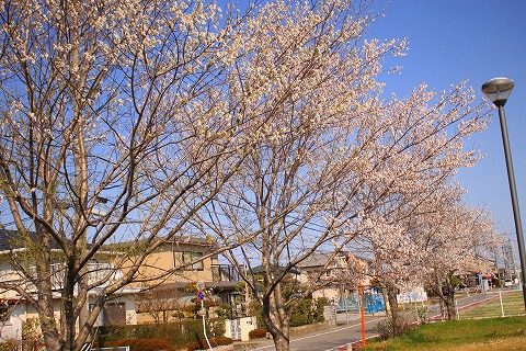 南部コミセンの桜