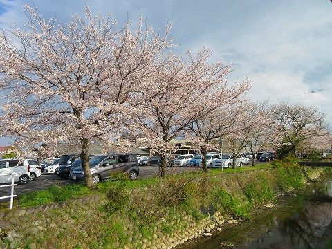 巣南庁舎周辺の桜
