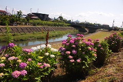 糸貫川沿いのあじさいの写真