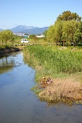 長護寺川のようす