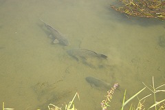 水中を涼しげに泳ぐコイの写真