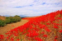 牛牧の犀川沿いのヒガンバナ