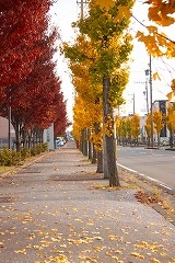 生津スポーツ広場前の紅葉の写真