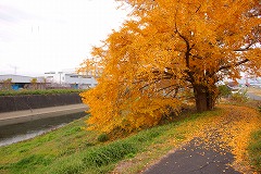 給食センター東の五六川沿いのイチョウの写真