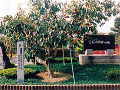 富有柿の母木の写真