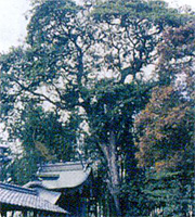 居倉天神神社のクスの写真