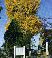 秋葉神社の大イチョウ（市指定天然記念物）の画像