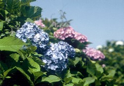 市の花　アジサイの画像