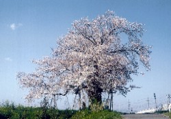 市の木　桜の画像