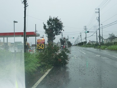 犀川地区の街路樹の倒木状況の画像