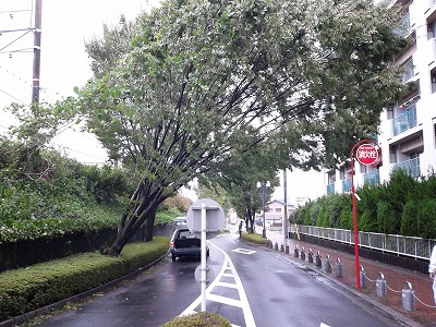 駅北の街路樹状況の画像