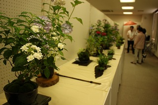 展示されたアジサイの写真 展示されたアジサイの写真
